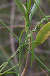 Gulf coast swallow-wort